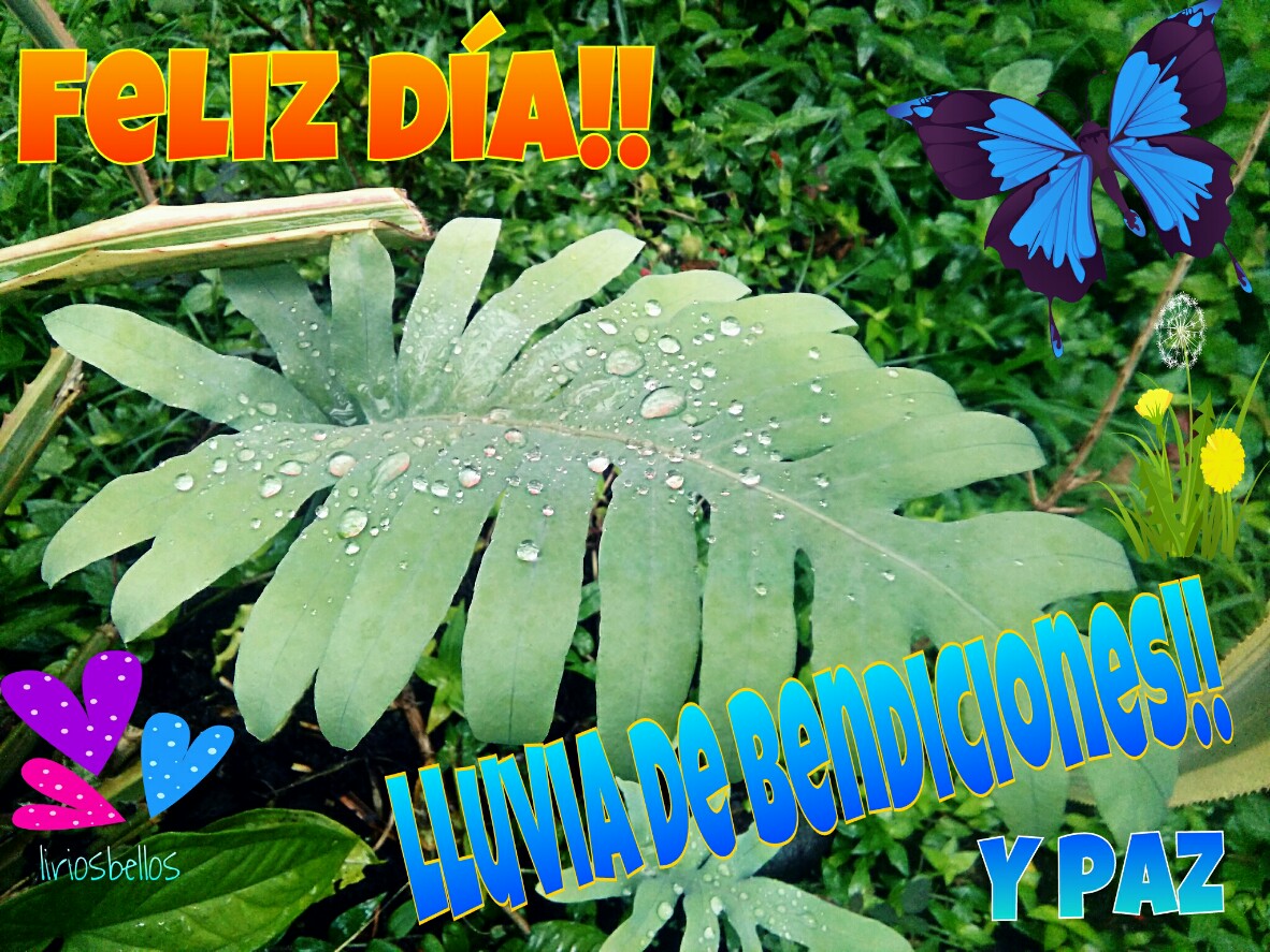 Feliz Día Lluvia De Bendiciones Y Paz Faith Hap