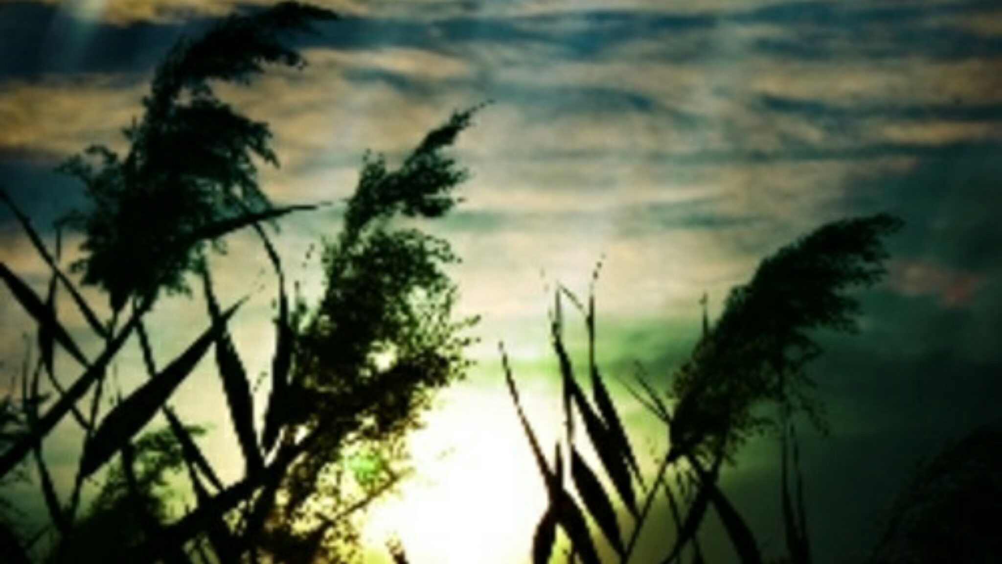 Picsart banner for @piedmont