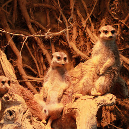 meerkat photography nature petsandanimals animals