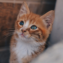 photography ginger cat kitten vscocam