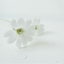 minimal photography whiteonwhite flowers waterdrops