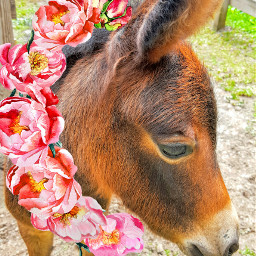 wapfloralwrap donkey floral colorful cute wppflowerportrait